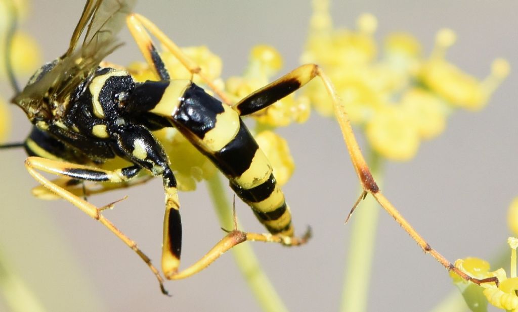 Ichneumonidae: Banchus pictus?  S, femmina