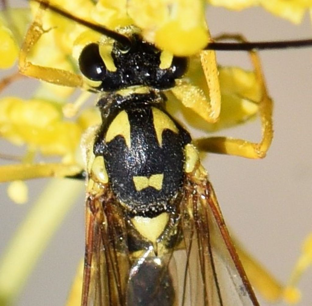 Ichneumonidae: Banchus pictus?  S, femmina