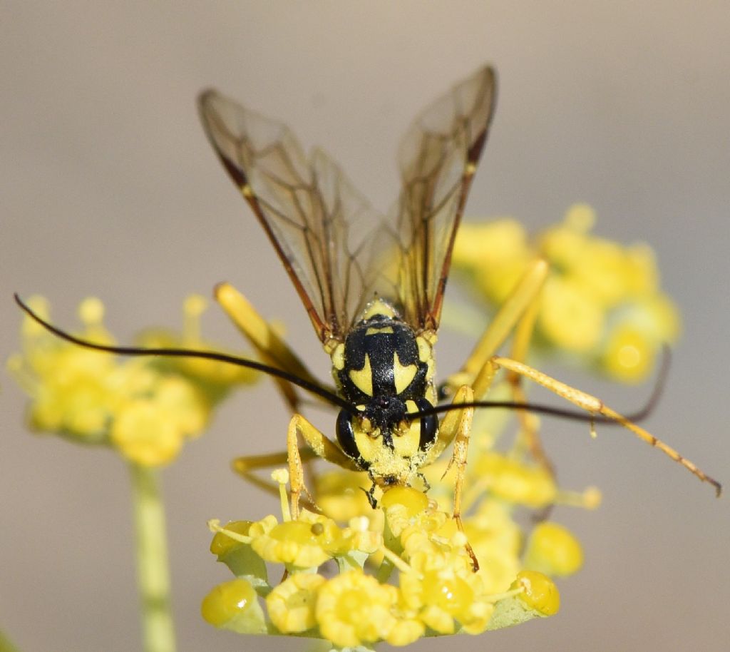 Ichneumonidae: Banchus pictus?  S, femmina