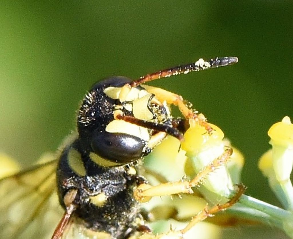 Sphecidae (Crabronidae): Cerceris flavilabris? S, femmina.