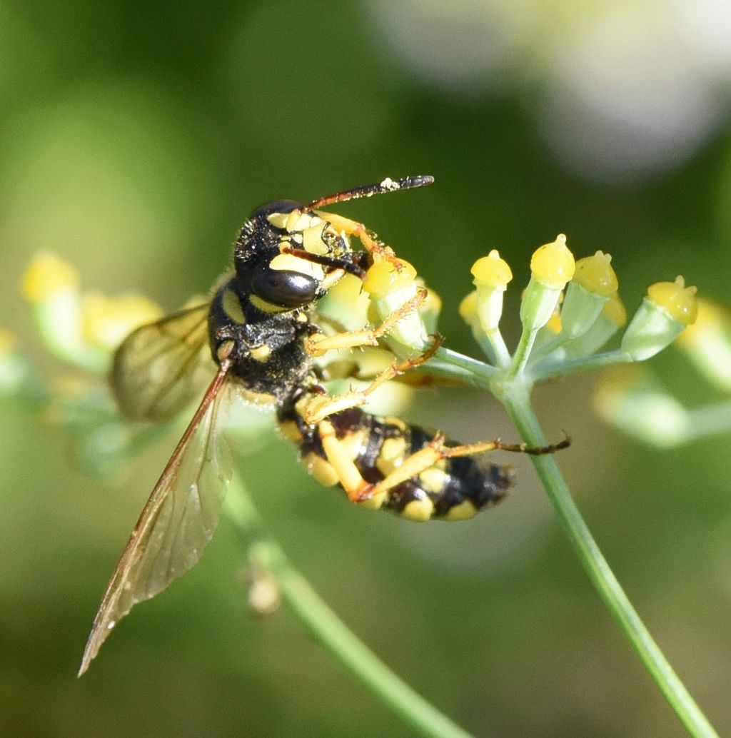 Sphecidae (Crabronidae): Cerceris flavilabris? S, femmina.