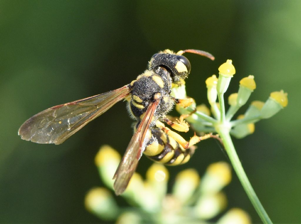 Sphecidae (Crabronidae): Cerceris flavilabris? S, femmina.
