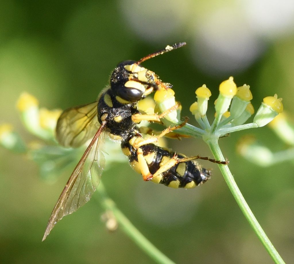 Sphecidae (Crabronidae): Cerceris flavilabris? S, femmina.