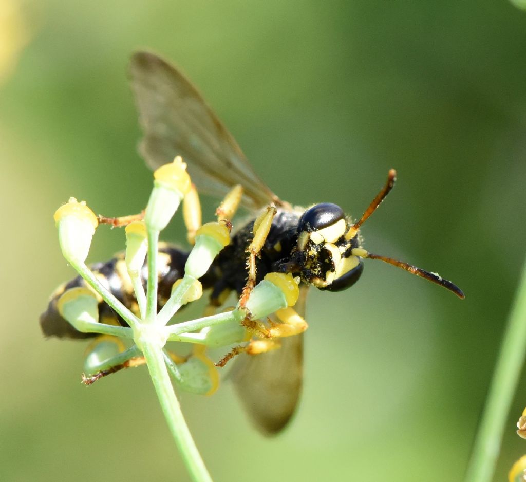 Sphecidae (Crabronidae): Cerceris flavilabris? S, femmina.