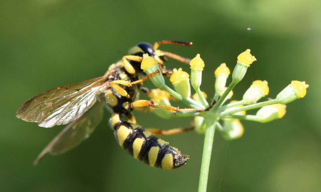 Sphecidae (Crabronidae): Cerceris flavilabris? S, femmina.