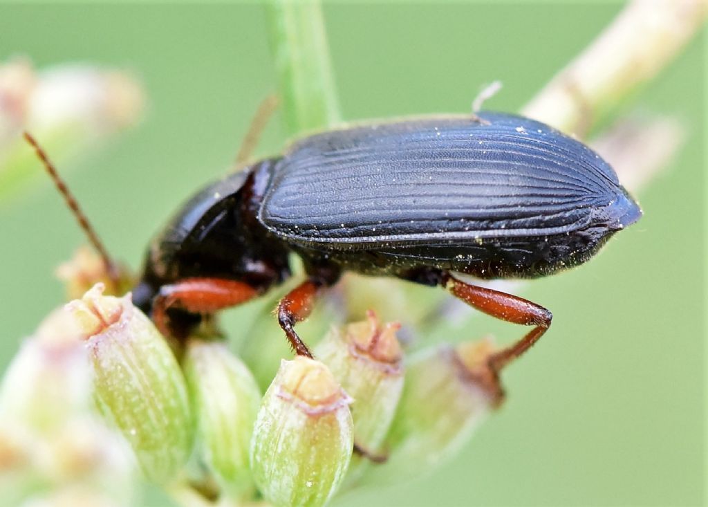 Carabidae: Ophonus incisus