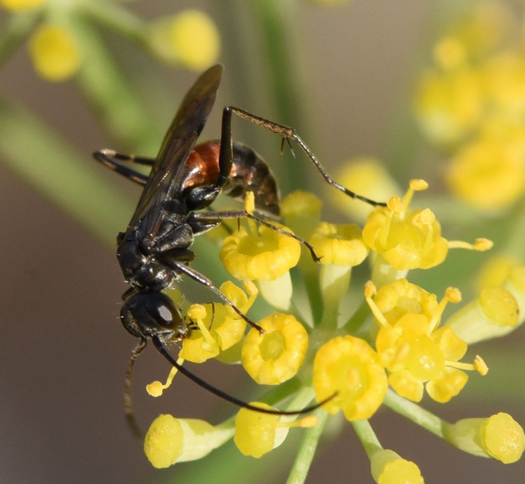 Pompilidae: Auplopus? ...