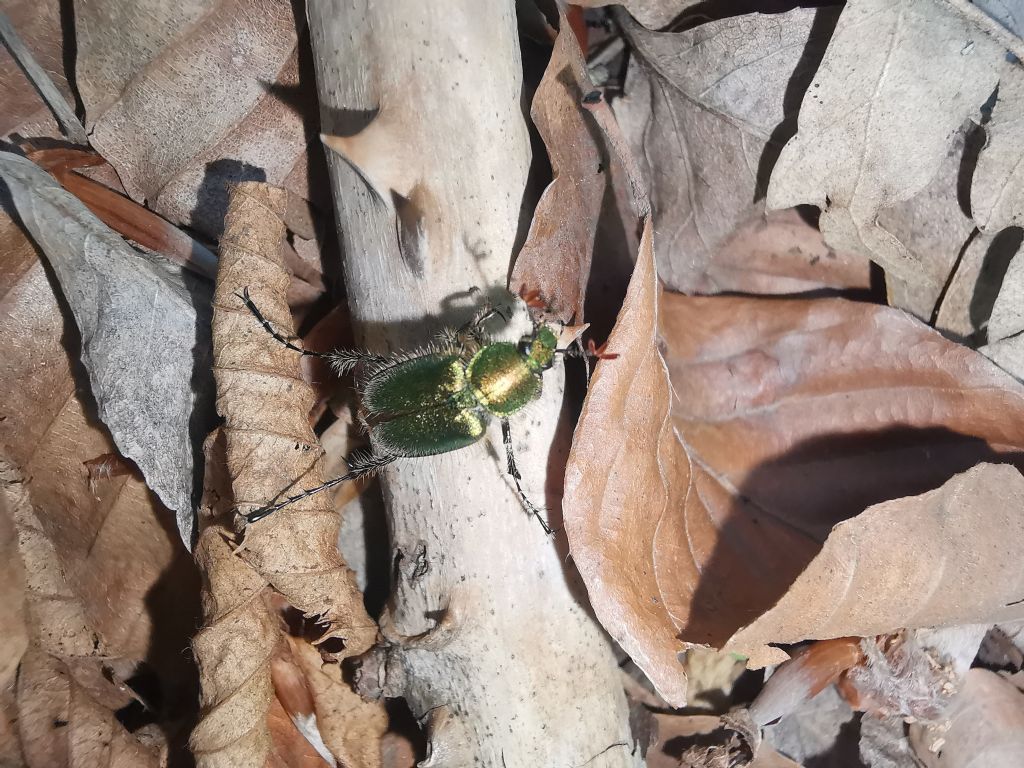 Glaphyridae: Amphicoma carcelii? S.