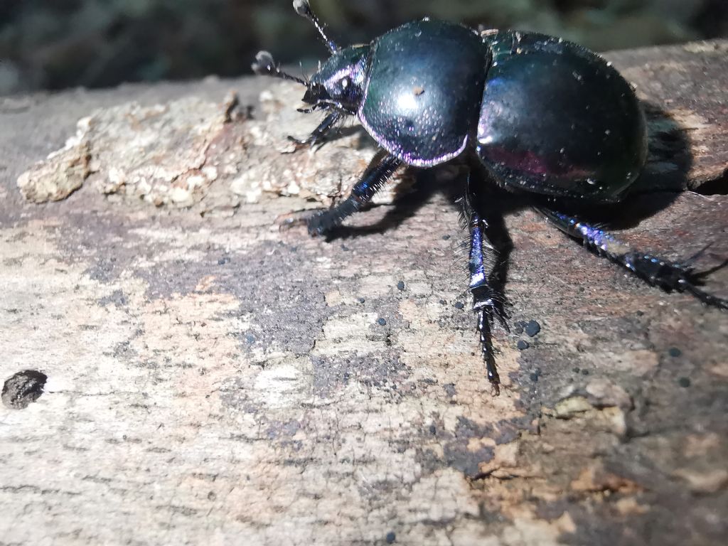 Trypocopris vernalis? No,  Tripocopris pyrenaeus ssp.  cyanicolor