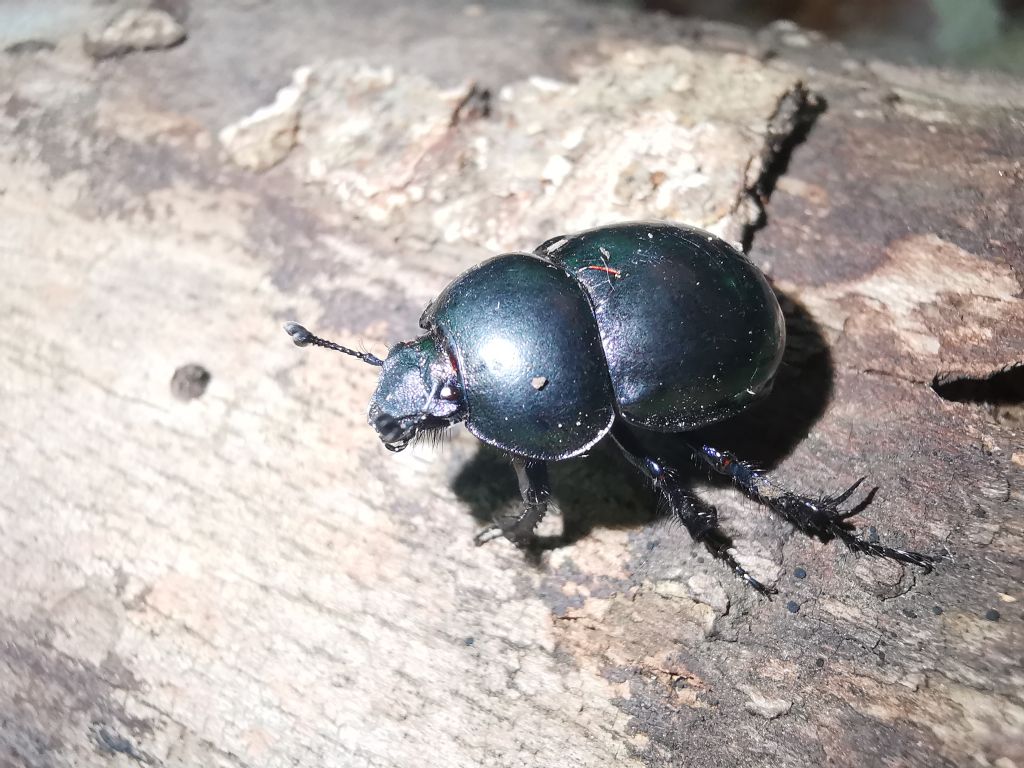 Trypocopris vernalis? No,  Tripocopris pyrenaeus ssp.  cyanicolor