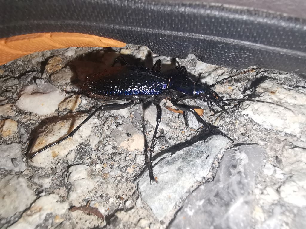 Grosso Carabidae: Carabus intricatus