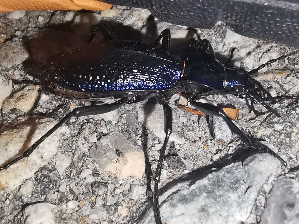 Grosso Carabidae: Carabus intricatus