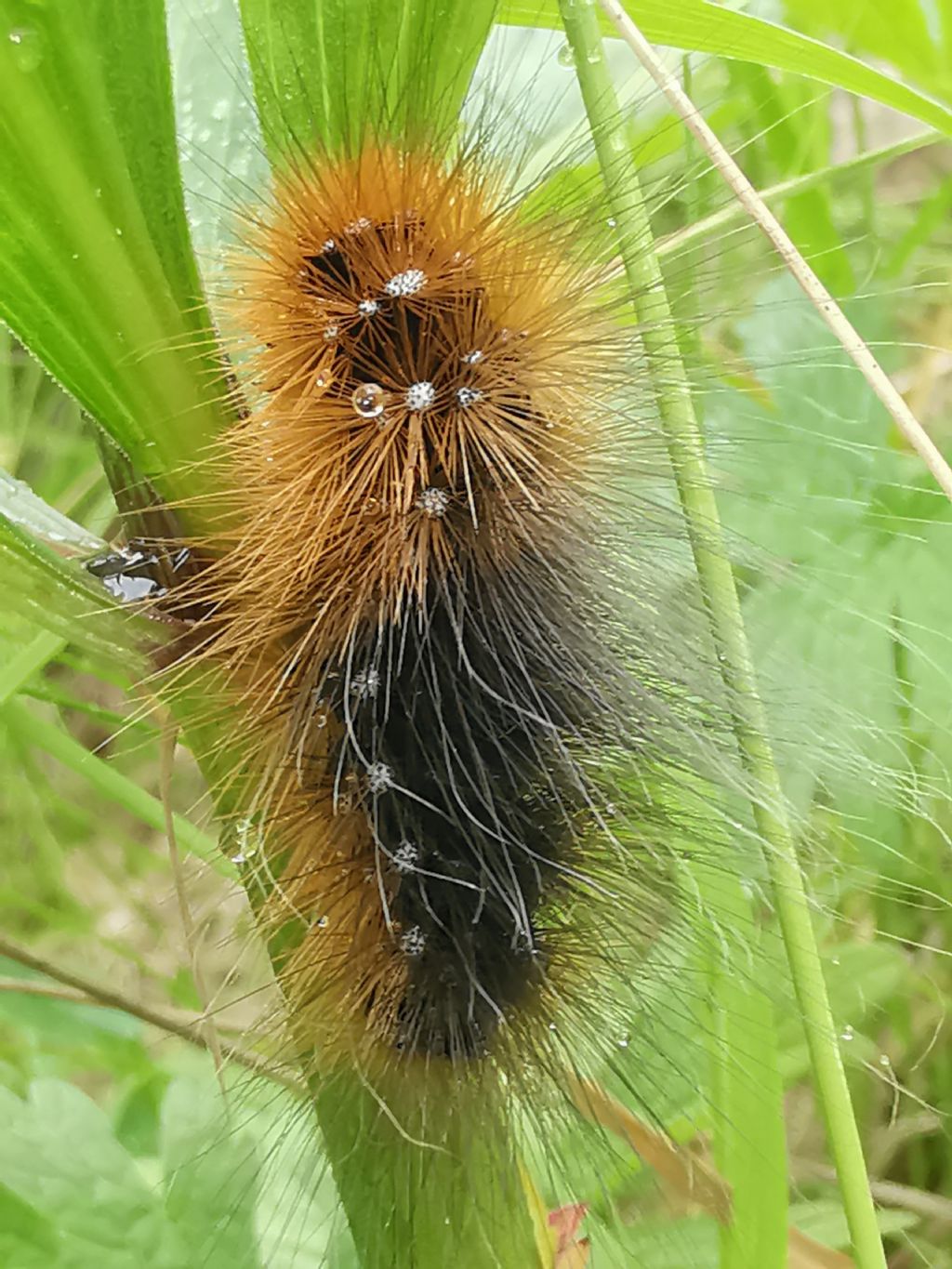 Bruco di Arctia... caja (Erebidae Arctiinae)