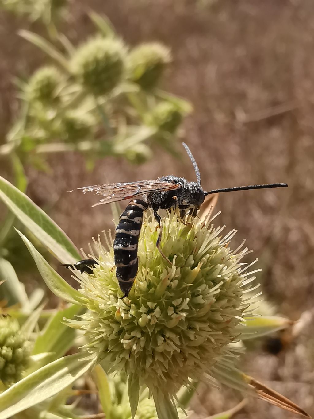 Meria sp. (Tiphiidae)