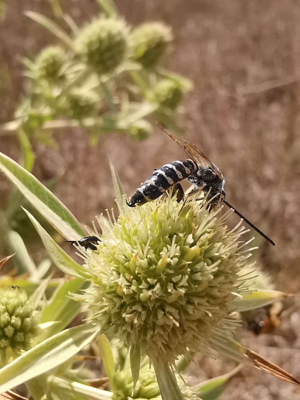 Meria sp. (Tiphiidae)