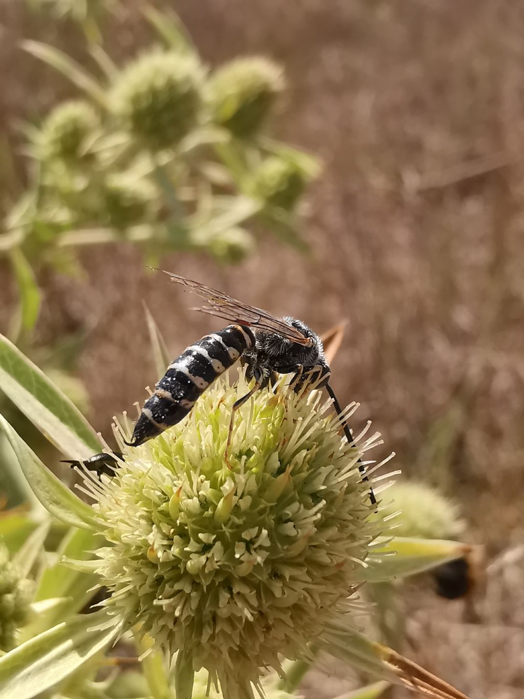 Meria sp. (Tiphiidae)