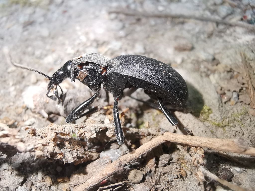 Carabidae: Cychrus italicus