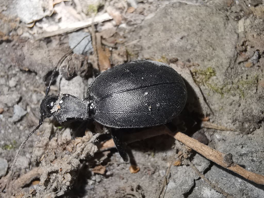 Carabidae: Cychrus italicus