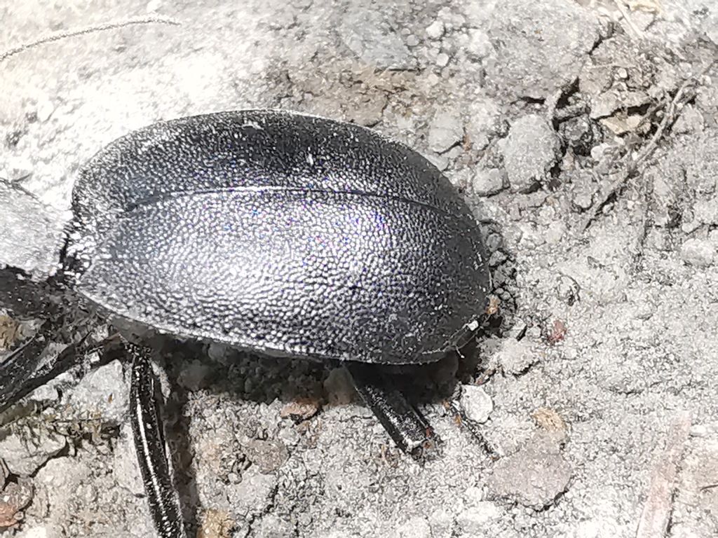 Carabidae: Cychrus italicus