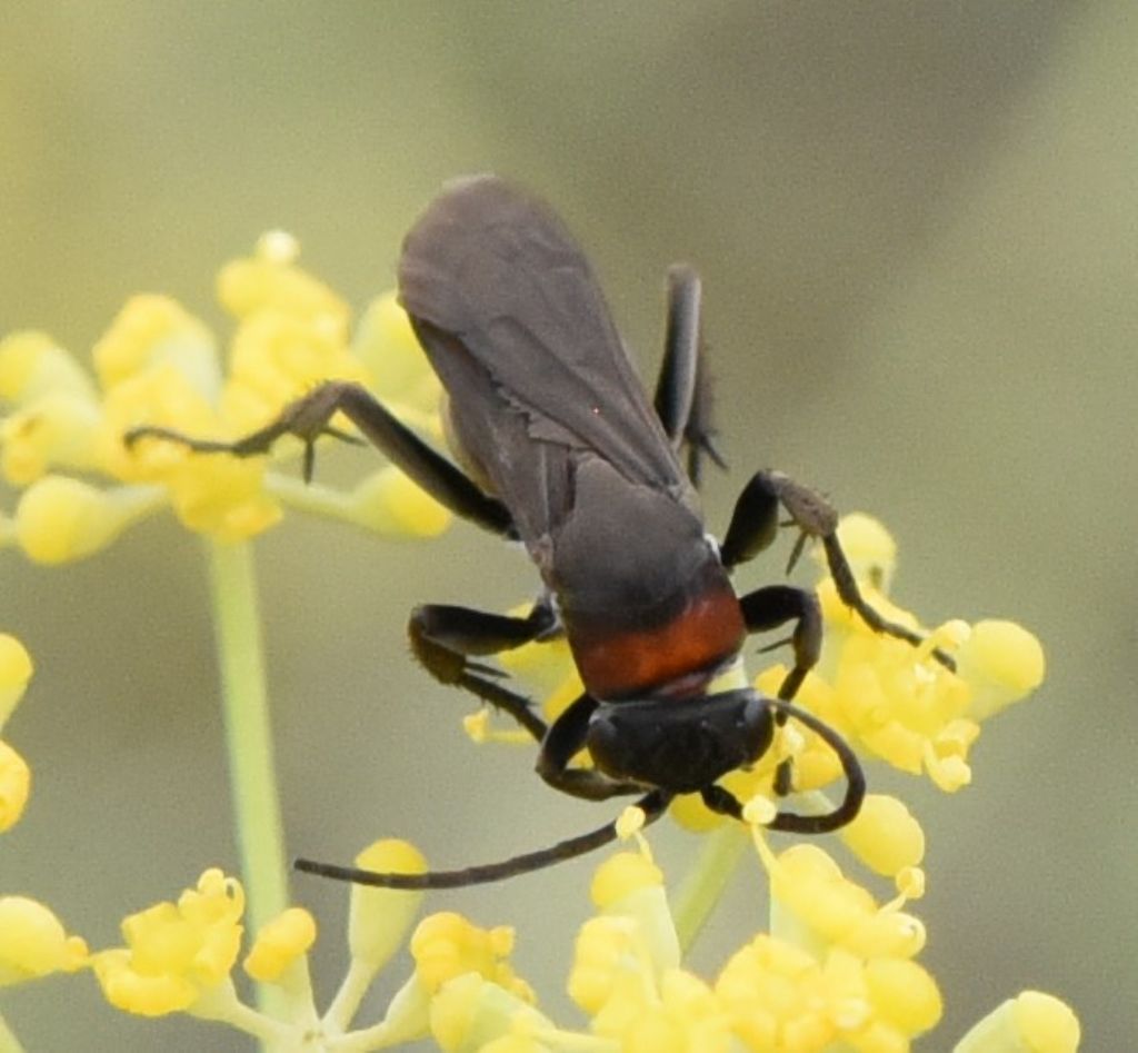 Pompilidae: Eoferreola manticata? S, femmina