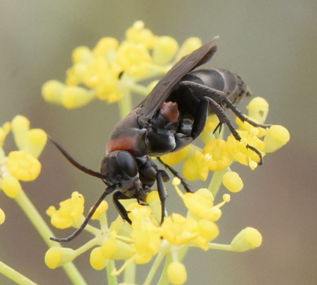 Pompilidae: Eoferreola manticata? S, femmina