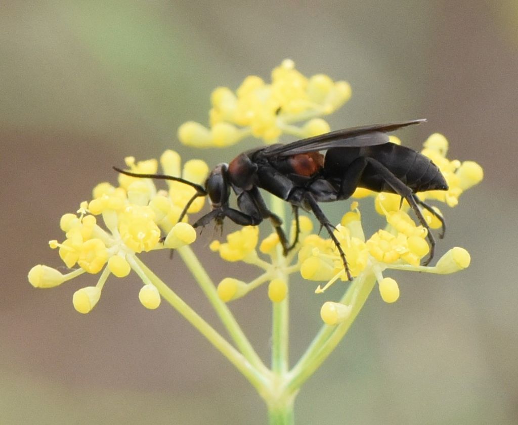 Pompilidae: Eoferreola manticata? S, femmina