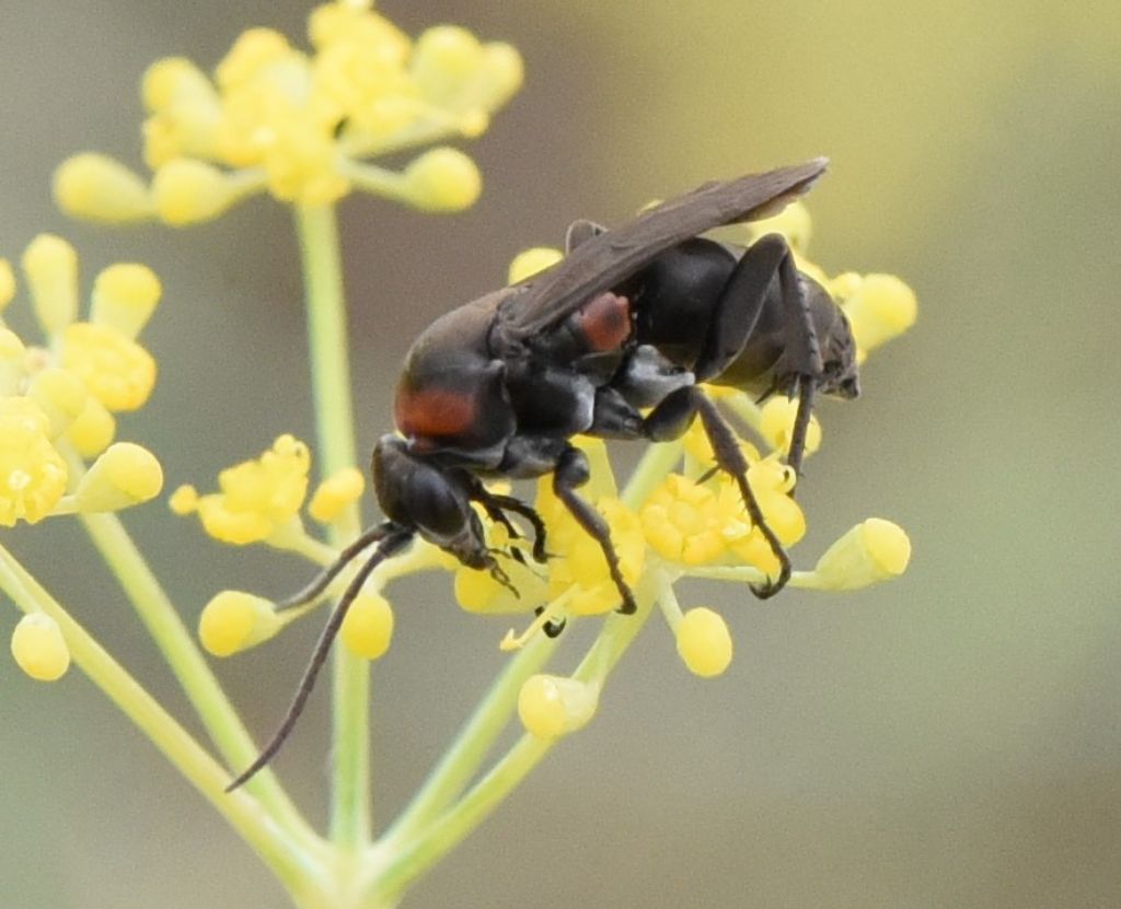 Pompilidae: Eoferreola manticata? S, femmina