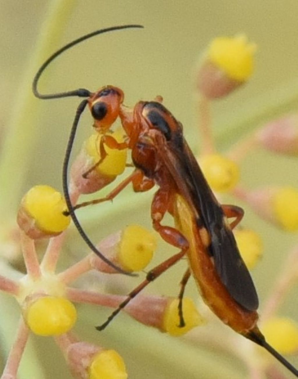 Braconidae: ID