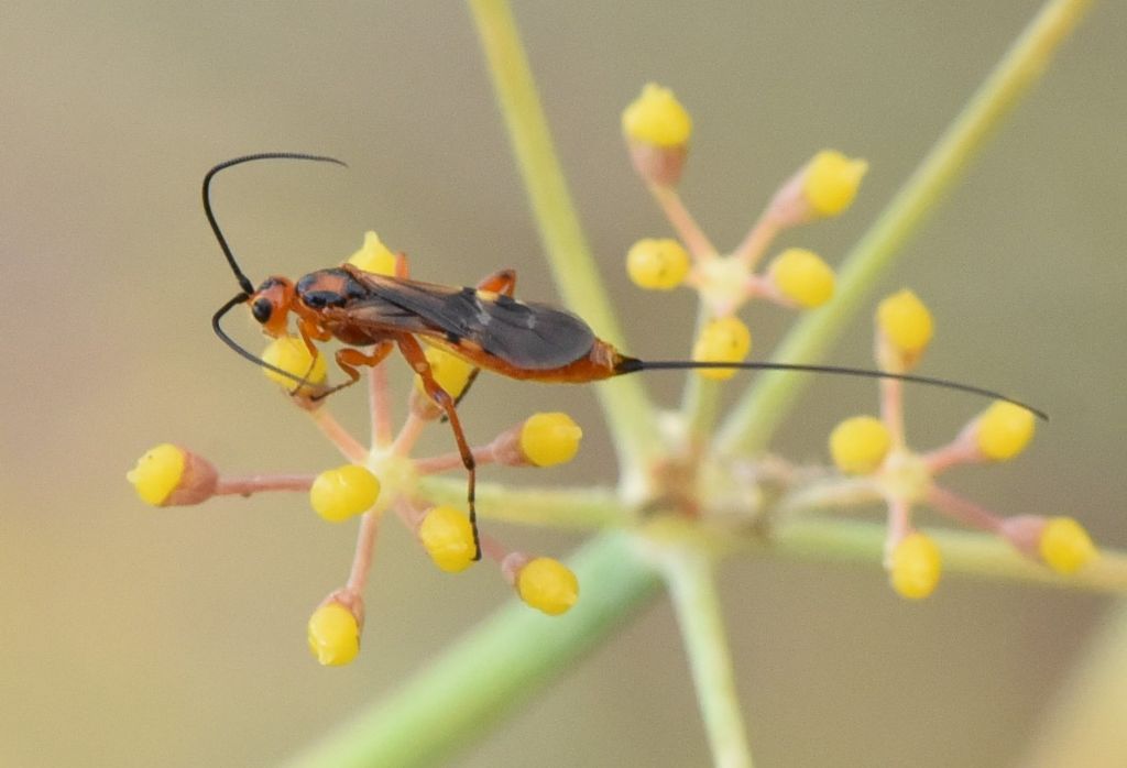 Braconidae: ID