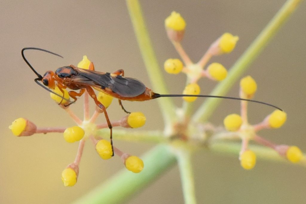 Braconidae: ID