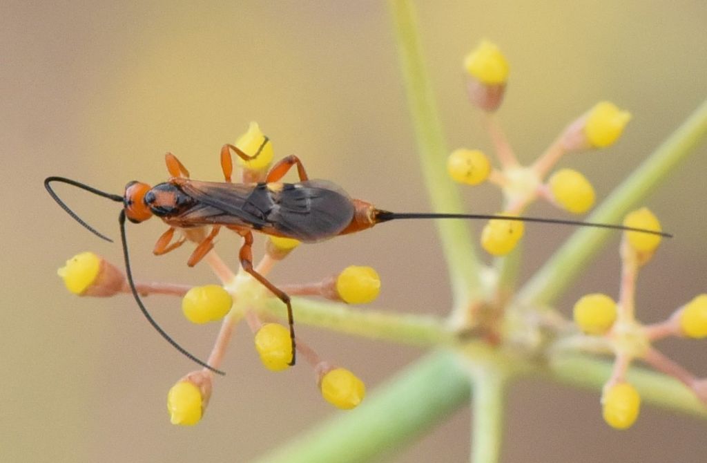 Braconidae: ID