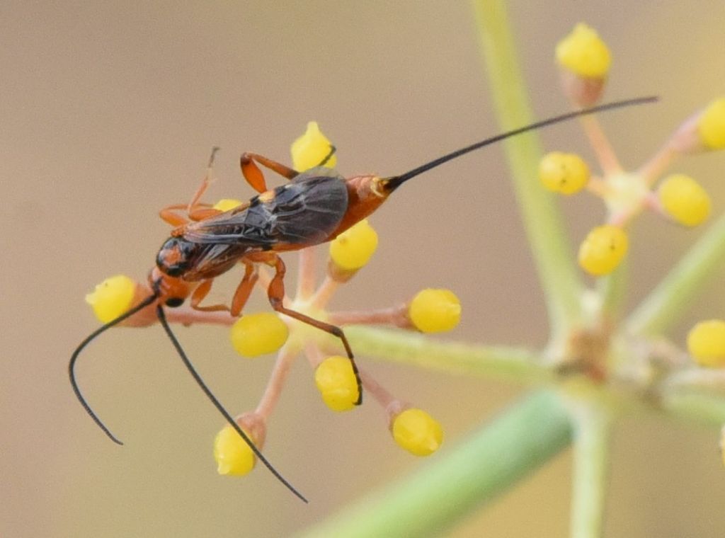 Braconidae: ID