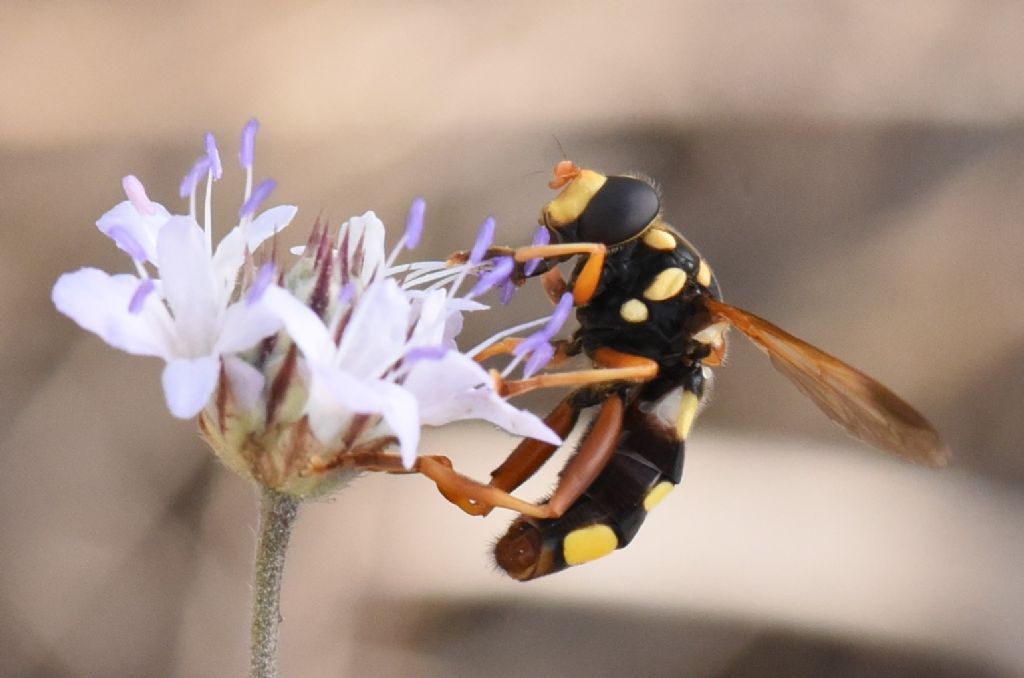 Syrphidae: Milesia semiluctifera?  S