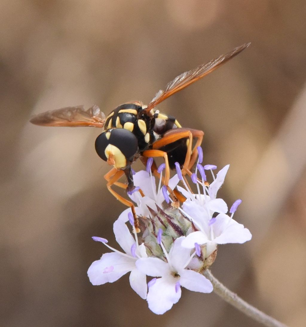 Syrphidae: Milesia semiluctifera?  S