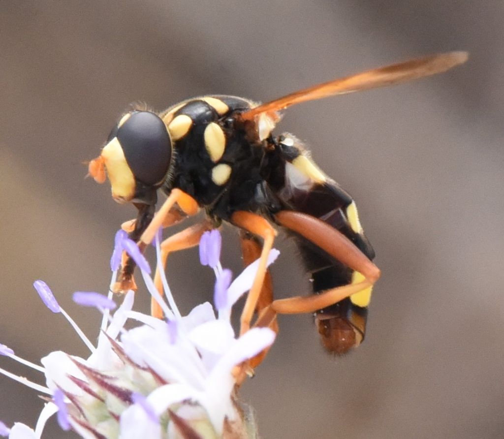 Syrphidae: Milesia semiluctifera?  S