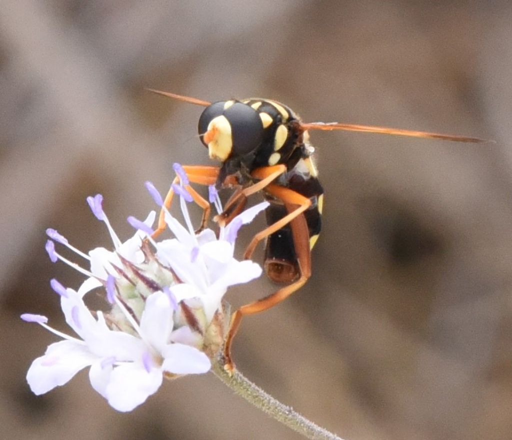 Syrphidae: Milesia semiluctifera?  S