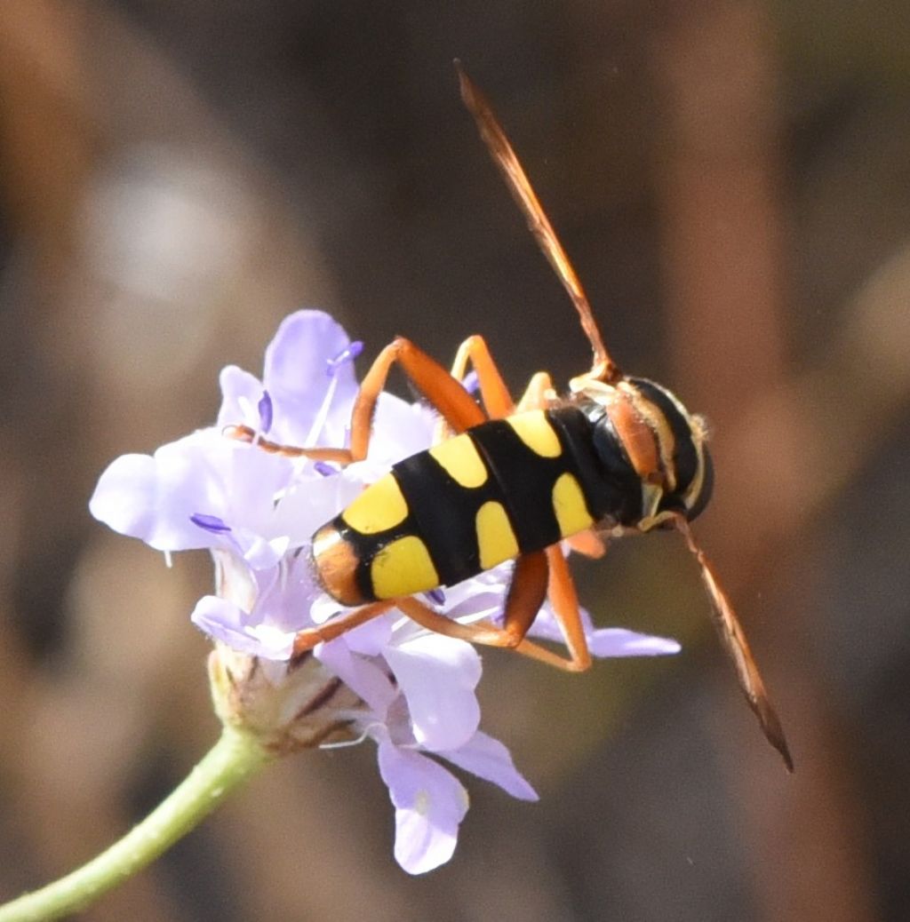 Syrphidae: Milesia semiluctifera?  S