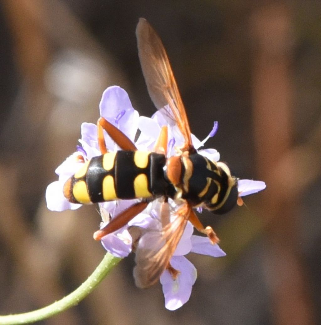 Syrphidae: Milesia semiluctifera?  S