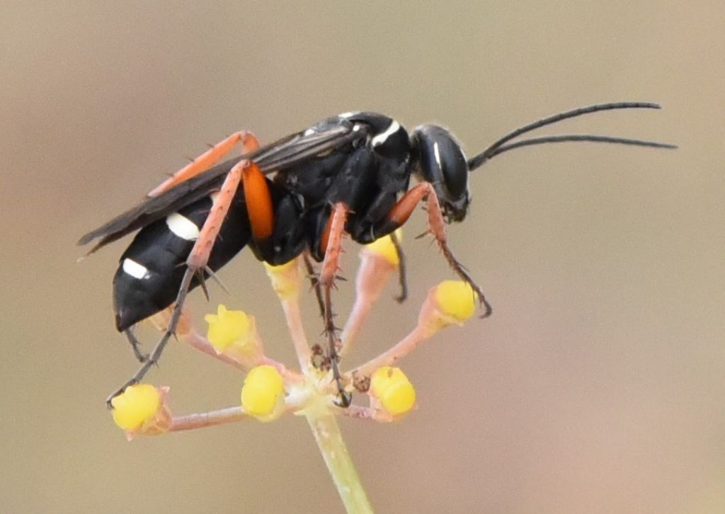 Pompilidae: Episyron albonotatum? S