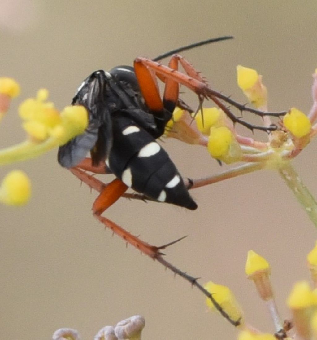 Pompilidae: Episyron albonotatum? S