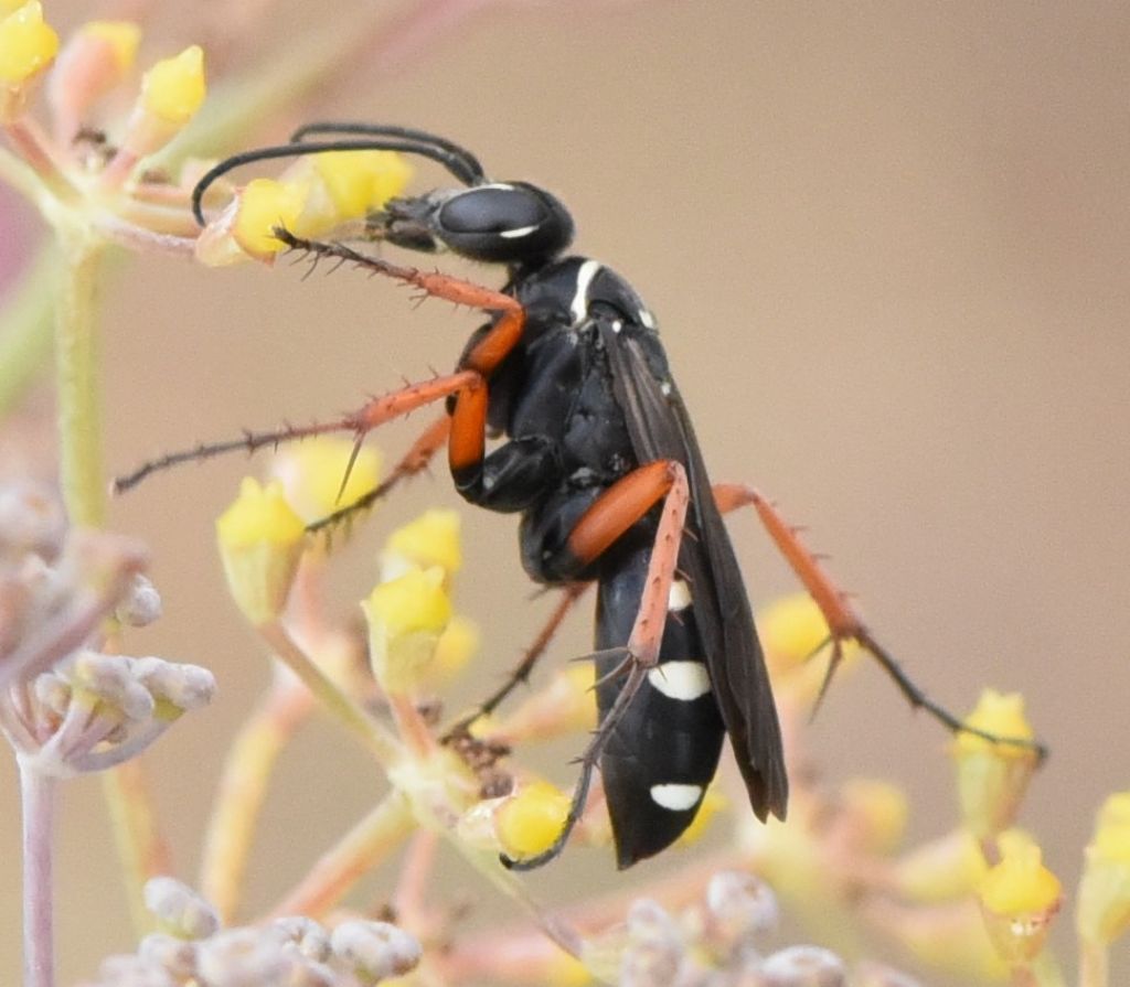 Pompilidae: Episyron albonotatum? S