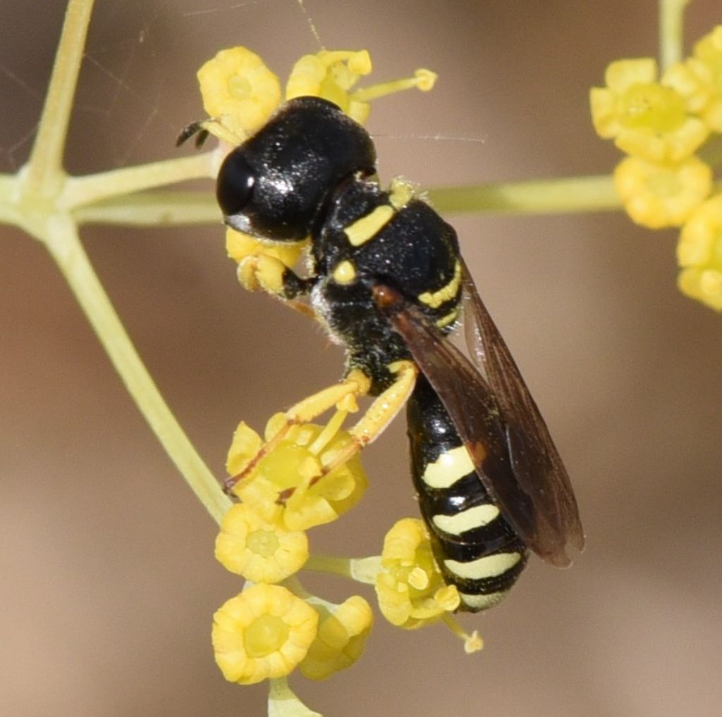 Crabronidae: Ectemnius? S.