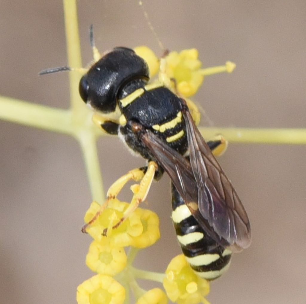 Crabronidae: Ectemnius? S.