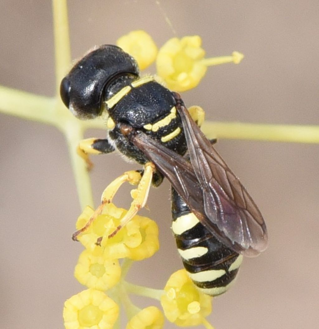 Crabronidae: Ectemnius? S.