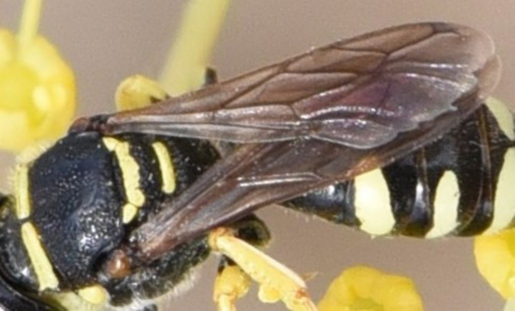 Crabronidae: Ectemnius? S.