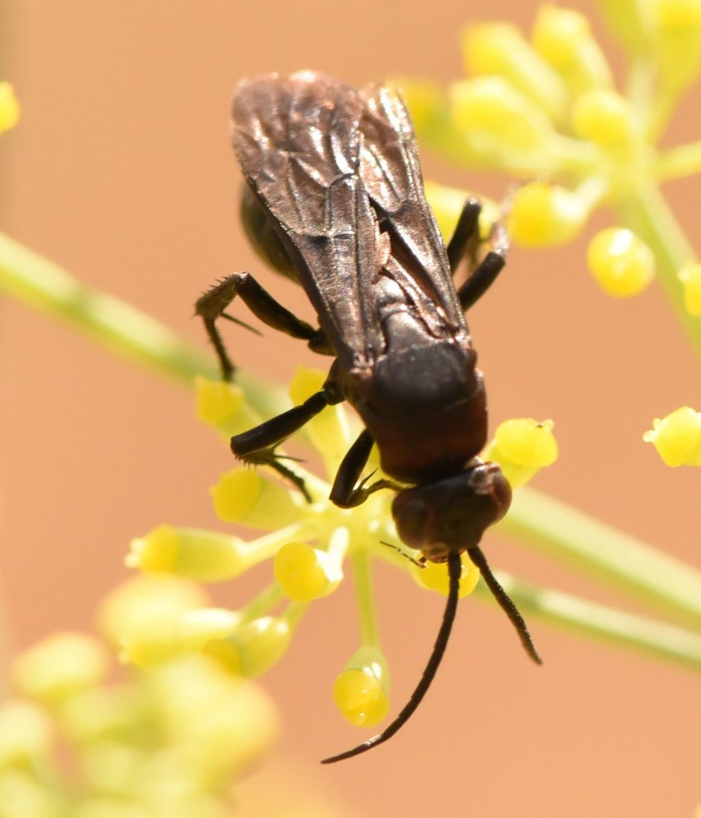 Pompilidae: sospetta Eoferreola manticata. Quasi, cf. Ferreola diffinis