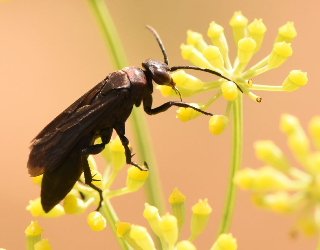 Pompilidae: sospetta Eoferreola manticata. Quasi, cf. Ferreola diffinis