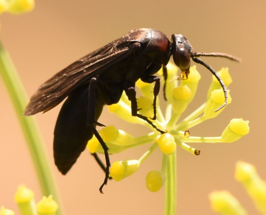 Pompilidae: sospetta Eoferreola manticata. Quasi, Ferreola diffinis