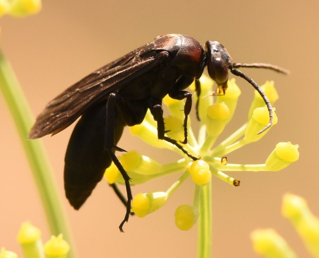 Pompilidae: sospetta Eoferreola manticata. Quasi, cf. Ferreola diffinis