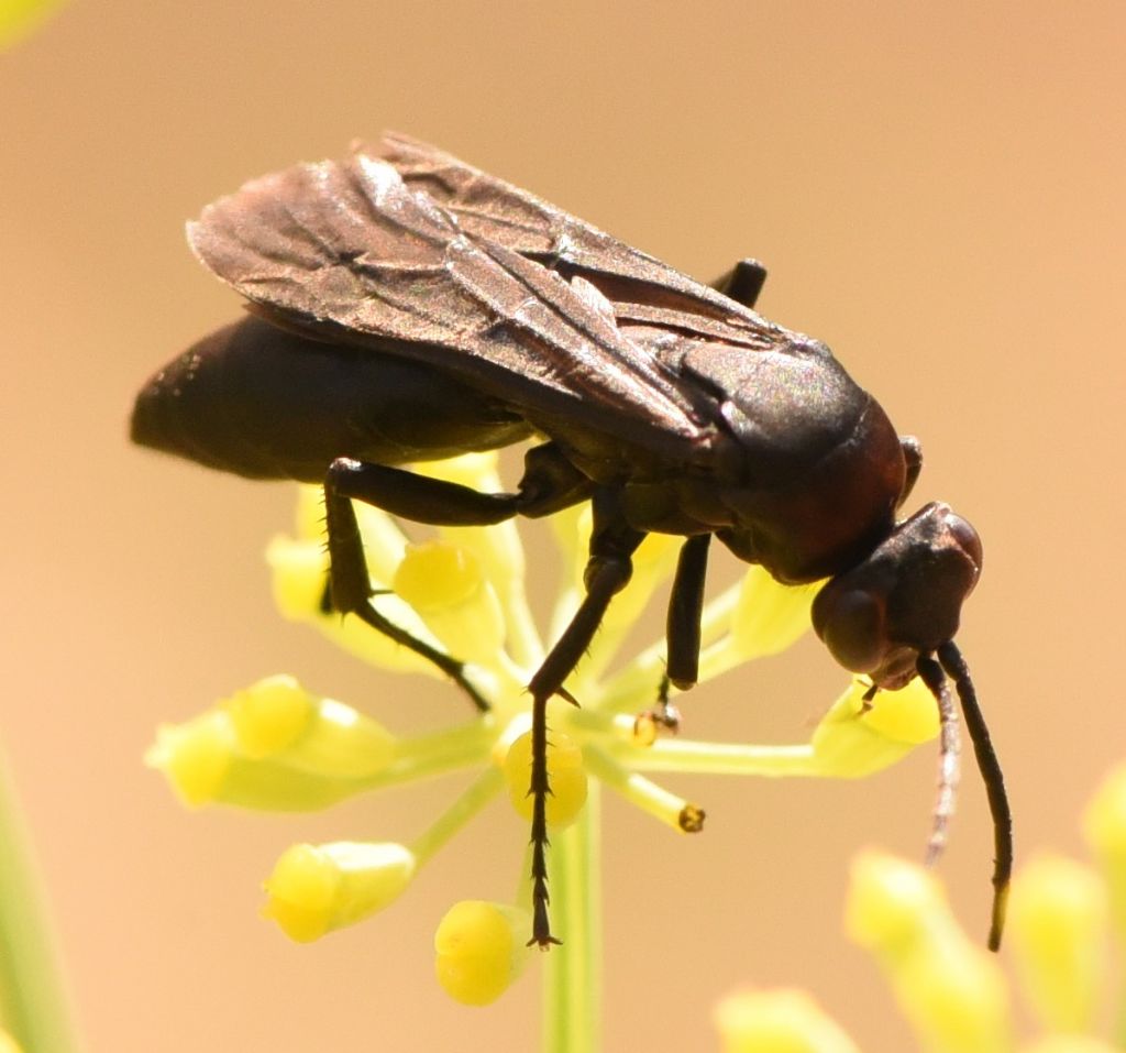 Pompilidae: sospetta Eoferreola manticata. Quasi, cf. Ferreola diffinis